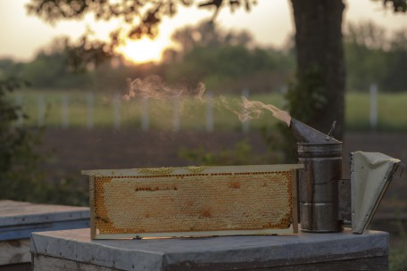 Стільниковий мед (Honey comb)